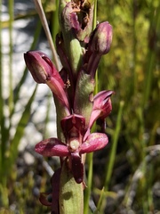 Disa ophrydea