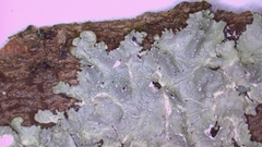 Punctelia missouriensis