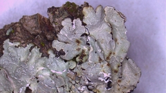 Punctelia missouriensis