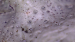 Punctelia missouriensis