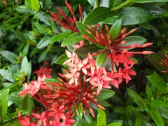 Ixora coccinea