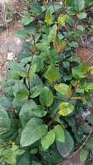 Paederia foetida