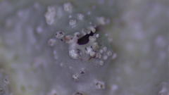 Punctelia missouriensis