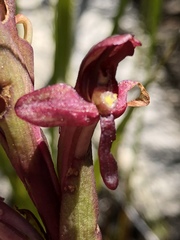 Disa ophrydea