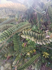 Zamia