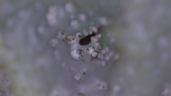 Punctelia missouriensis