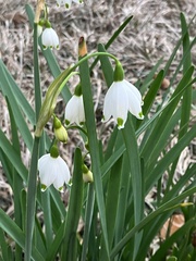 Leucojum aestivum
