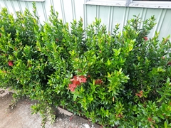 Ixora coccinea