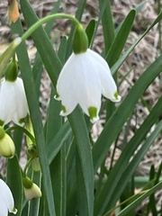 Leucojum aestivum