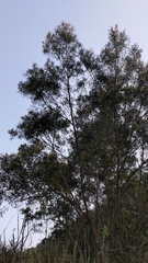 Acacia confusa