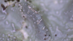 Punctelia missouriensis