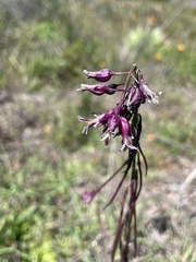 Caulanthus heterophyllus