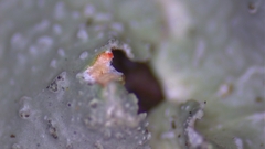 Punctelia missouriensis