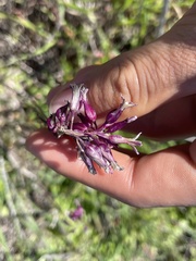 Caulanthus heterophyllus