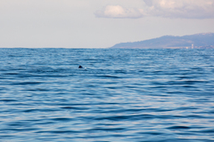 Eschrichtius robustus