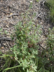 Eriogonum parvifolium