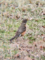 Turdus migratorius