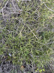 Adenostoma fasciculatum