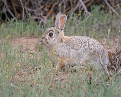 Sylvilagus nuttallii