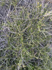 Adenostoma fasciculatum