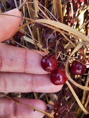 Vaccinium macrocarpon