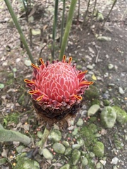 Etlingera elatior