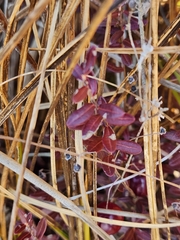 Vaccinium macrocarpon