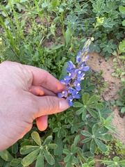 Lupinus subcarnosus