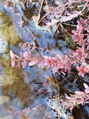 Vaccinium macrocarpon