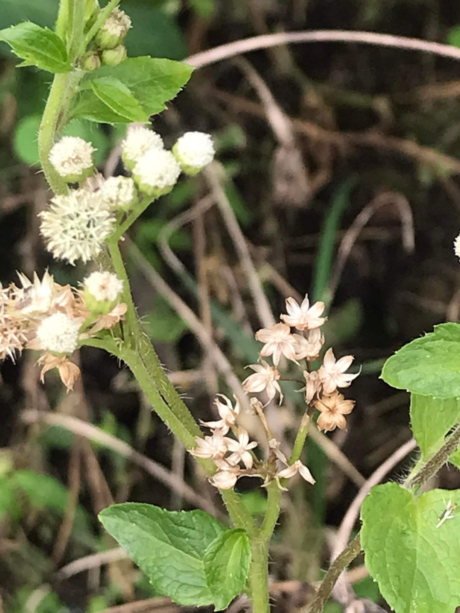 Ageratum image