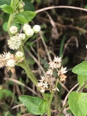 Ageratum conyzoides