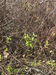 Lonicera involucrata