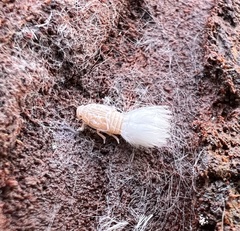 Grylloprociphilus imbricator