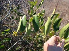 Smilax laurifolia