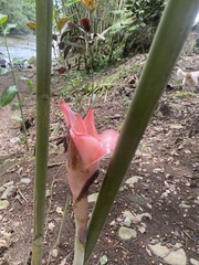 Etlingera elatior