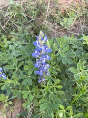 Lupinus subcarnosus