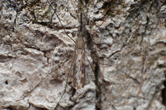 Anopheles
