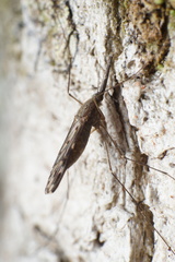 Anopheles