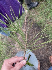 Pinus muricata