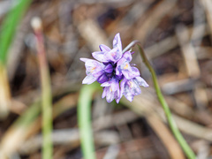 Dipterostemon capitatus