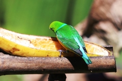 Chlorophonia cyanea