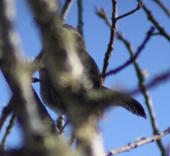 Thryomanes bewickii