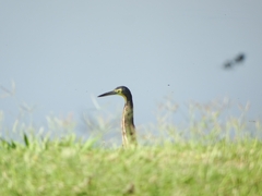 Tigrisoma mexicanum