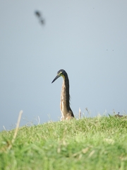 Tigrisoma mexicanum