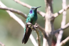Colibri cyanotus