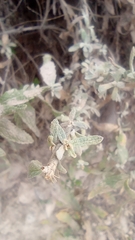 Buddleja scordioides