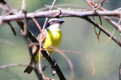 Megarynchus pitangua