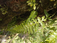 Dennstaedtia