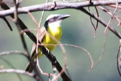 Megarynchus pitangua