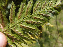 Dennstaedtia